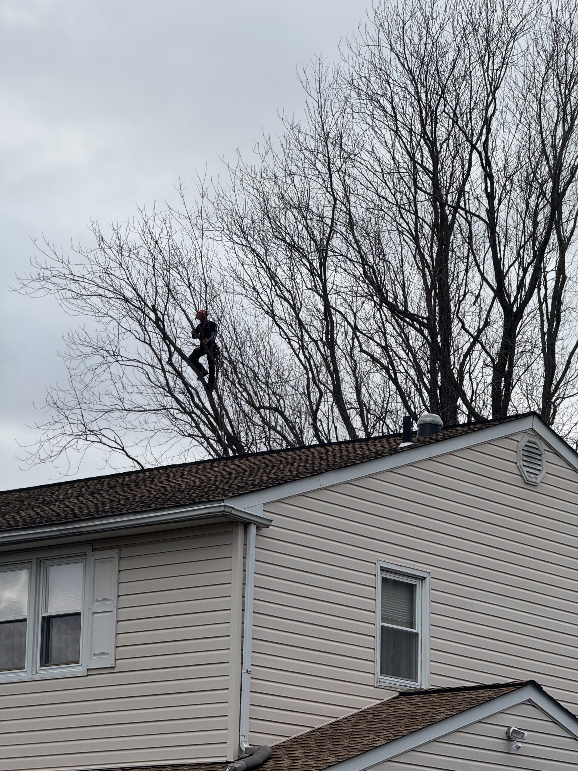 Tree pruning project