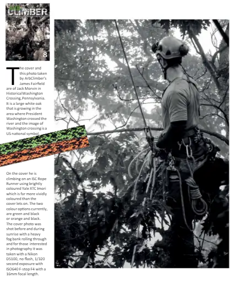 Arborist climbing